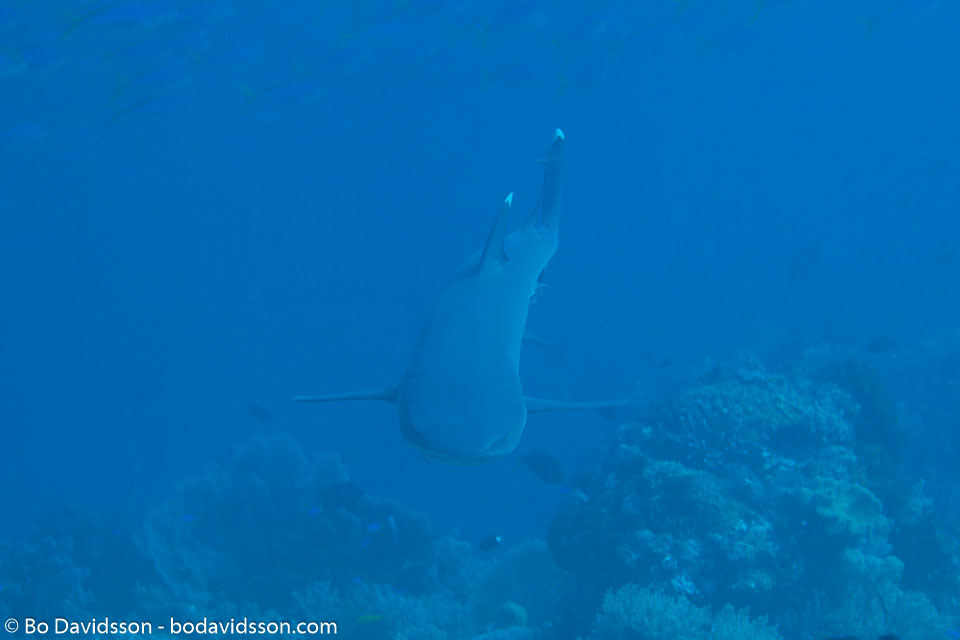 BD-141018-Komodo-5338-Triaenodon-obesus-(Rüppel.-1837)-[Whitetip-reef-shark.-Vitspetsig-revhaj].jpg